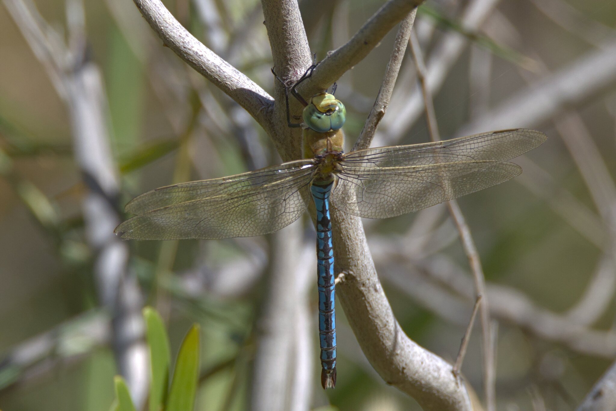 Emperador azul