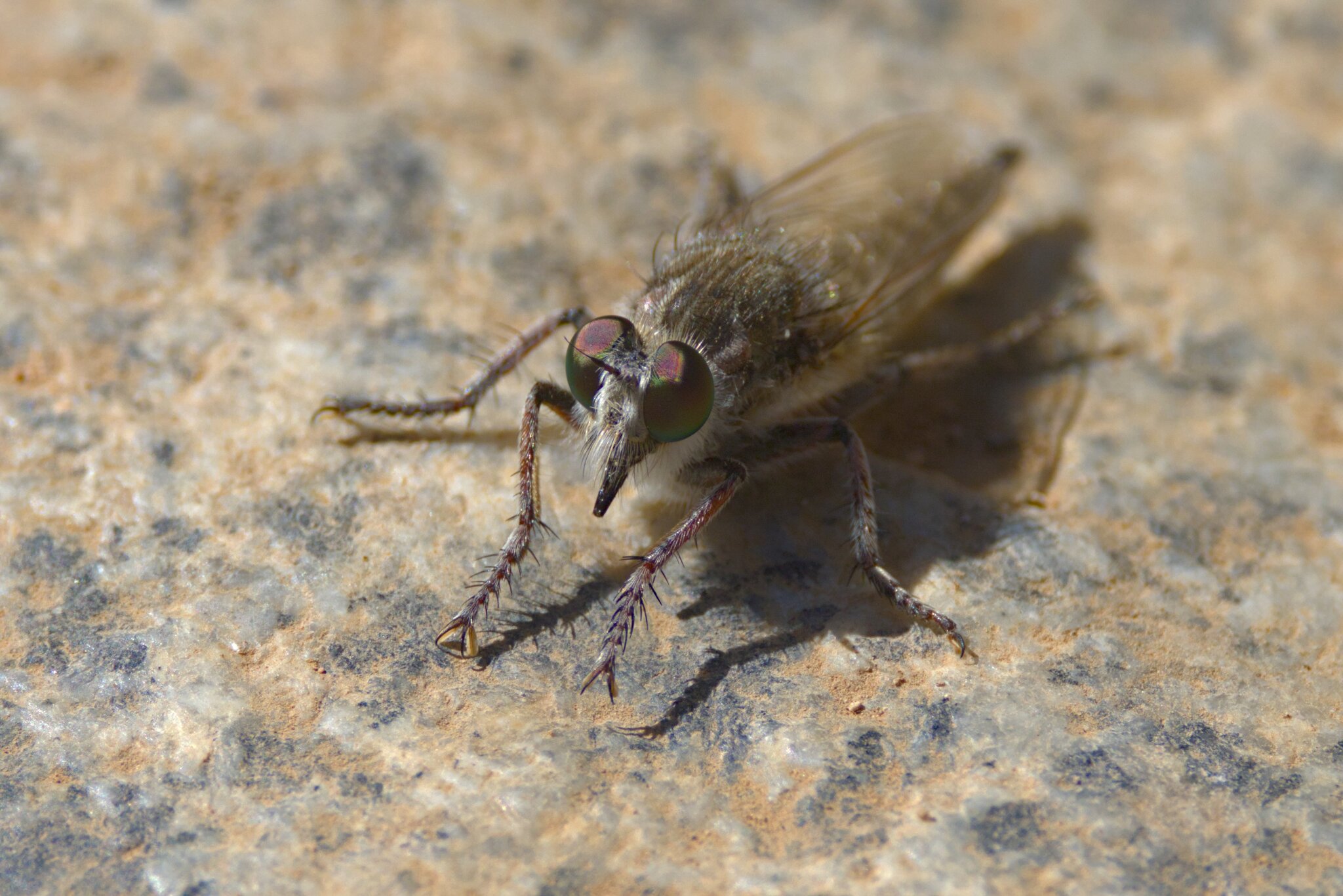 Promachus consanguineus
