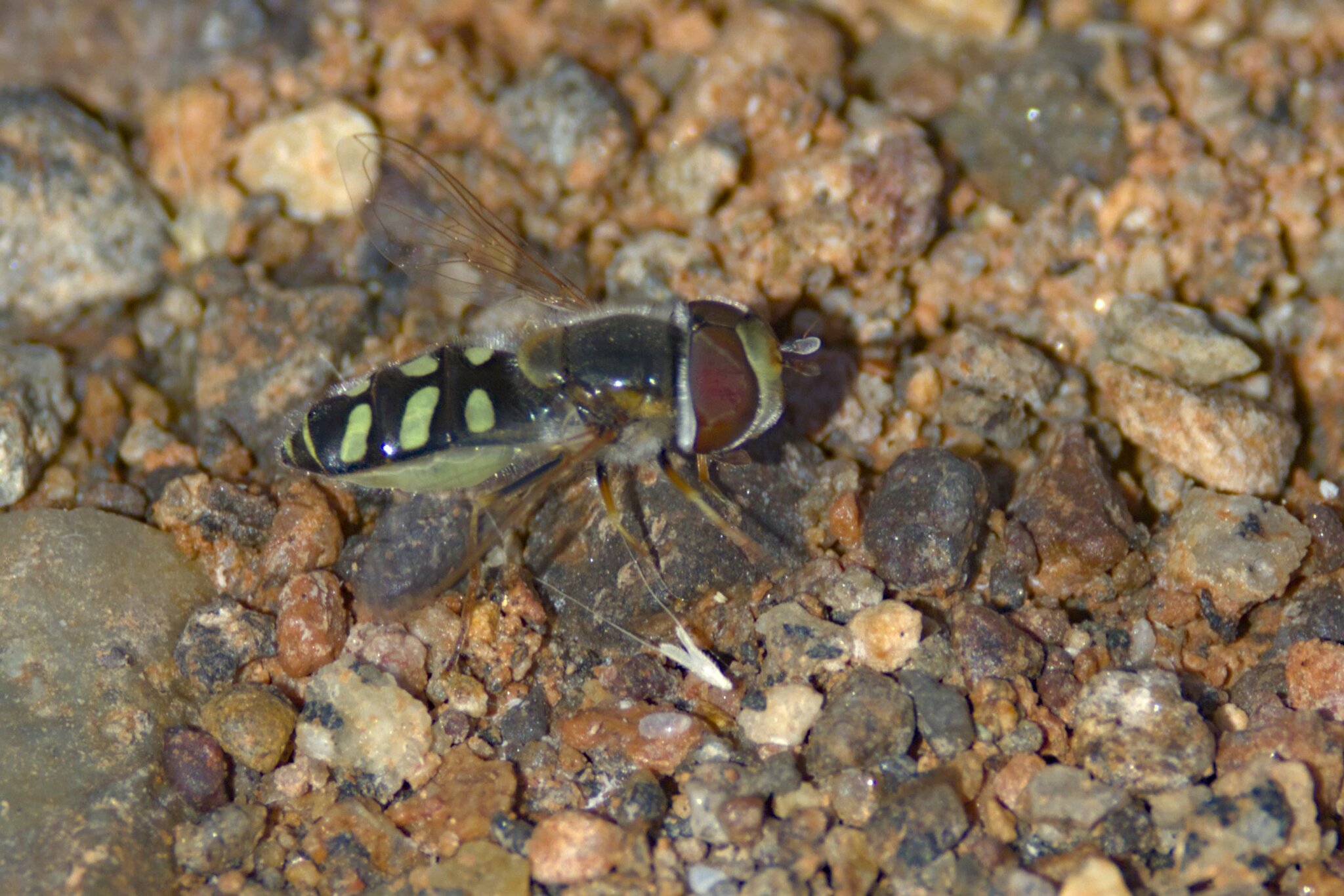Scaeva albomaculata