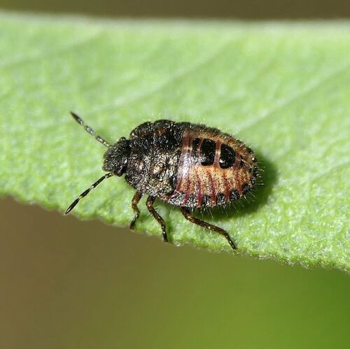 Sloe Bug