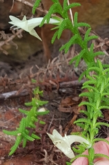 Chloanthes stoechadis
