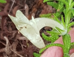 Chloanthes stoechadis