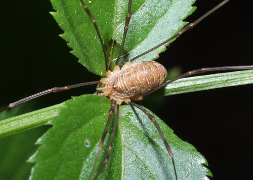 Canestrini's Harvestman