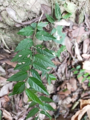 Ventilago leiocarpa