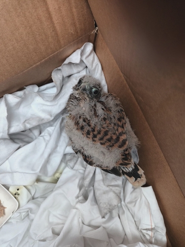 Eurasian Kestrel