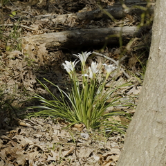 Zephyranthes atamasco