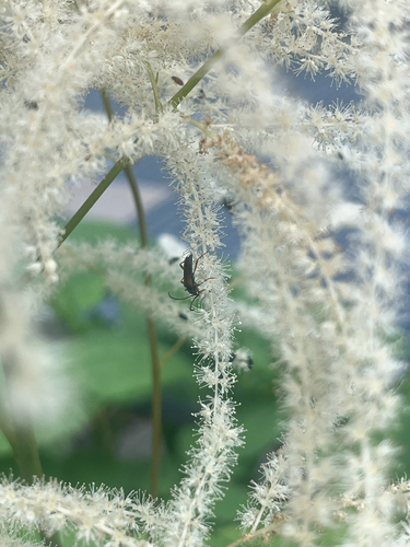 tobacco-coloured longhorn beetle