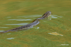 Thamnophis melanogaster