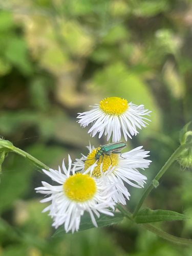 Thick-legged Flower Beetle