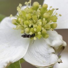 Molorchus bimaculatus