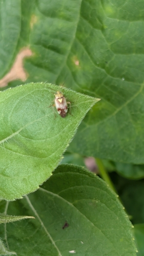 Lygus pratensis