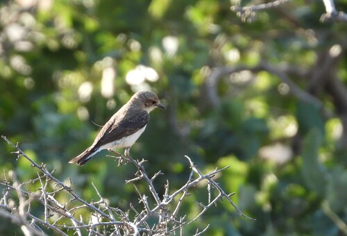 Eastern Black-eared Wheatear