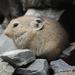 Pallas's Pika - Photo (c) Alastair Rae, some rights reserved (CC BY-SA)