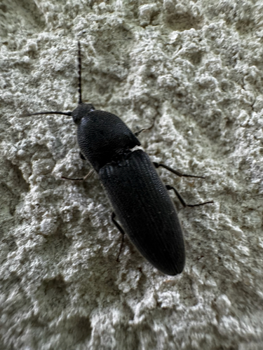 Melanotus punctolineatus