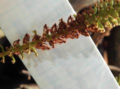 Goodyera procera