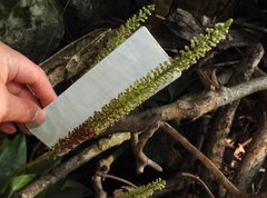 Goodyera procera
