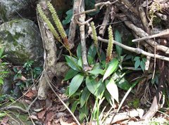 Goodyera procera