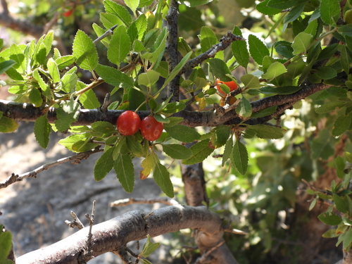 small-fruited cherry