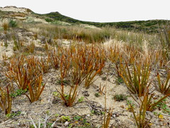 Libertia peregrinans