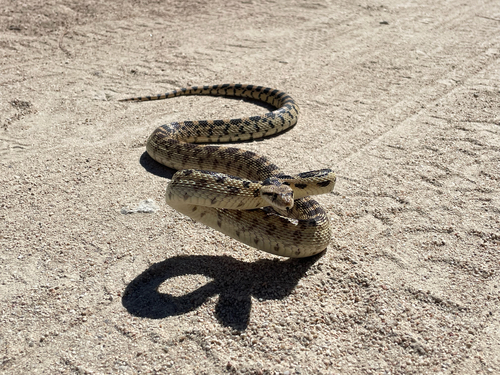 iNaturalist observation photo of Great Basin Gopher Snake