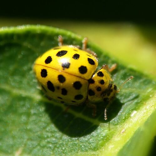 22-spot Ladybird