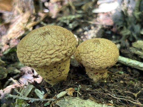 Gemmed Puffball (Hawaii)