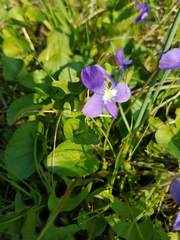 Viola communis