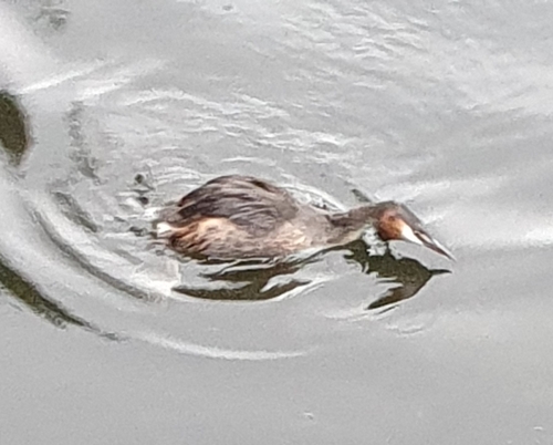 Great Crested Grebe