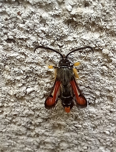 Fiery Clearwing