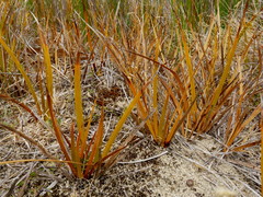 Libertia peregrinans