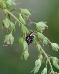 Colonus puerperus