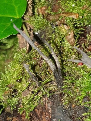 Candlesnuff Fungus