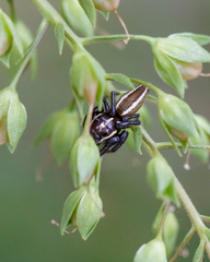 Colonus puerperus
