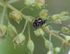 Colonus puerperus