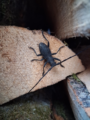 Morimus asper