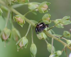 Colonus puerperus