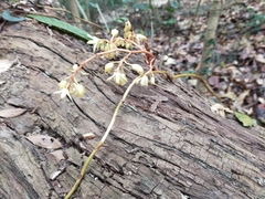 Erythrorchis altissima
