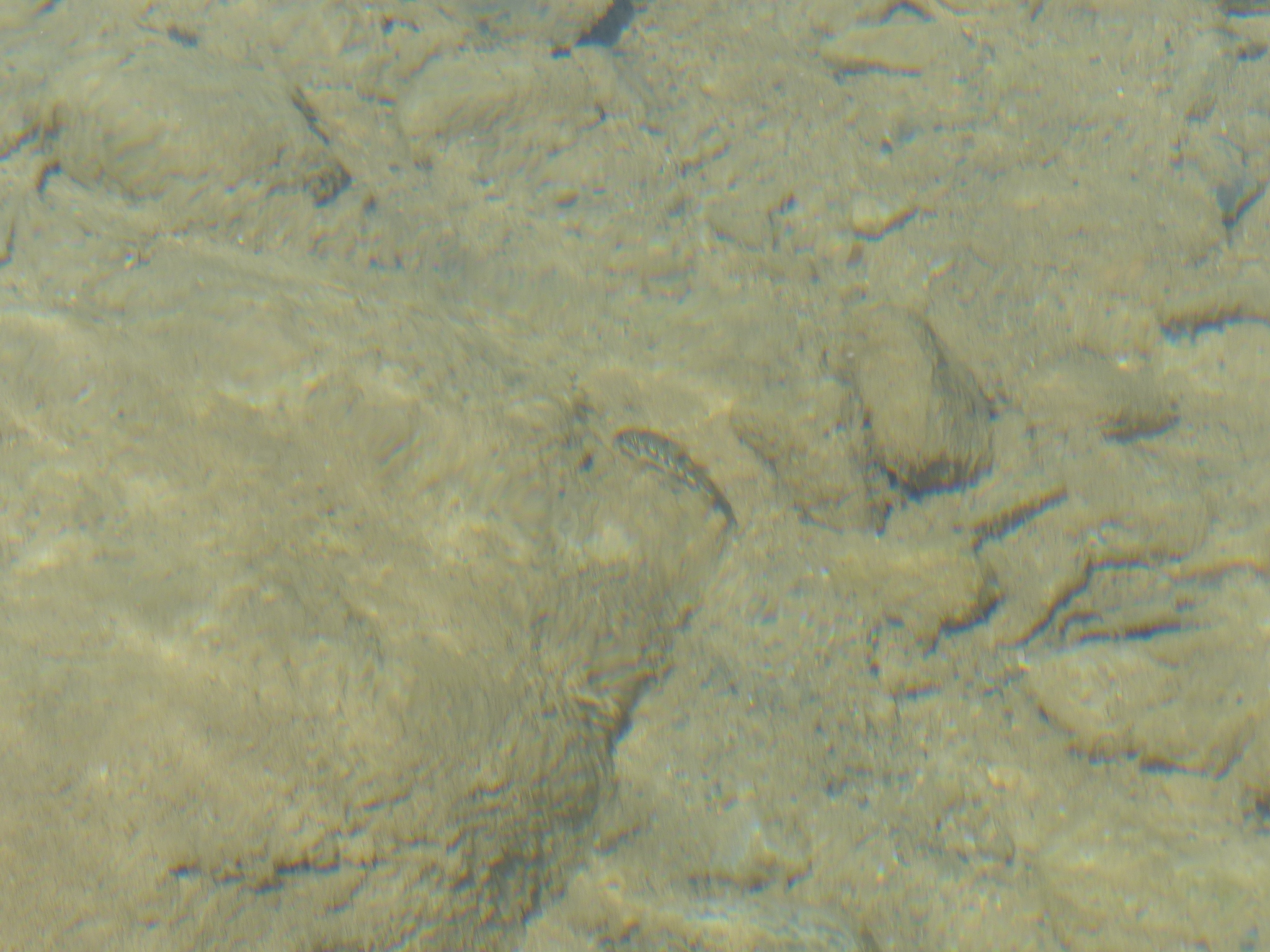 Languedoc Gudgeon photo 8