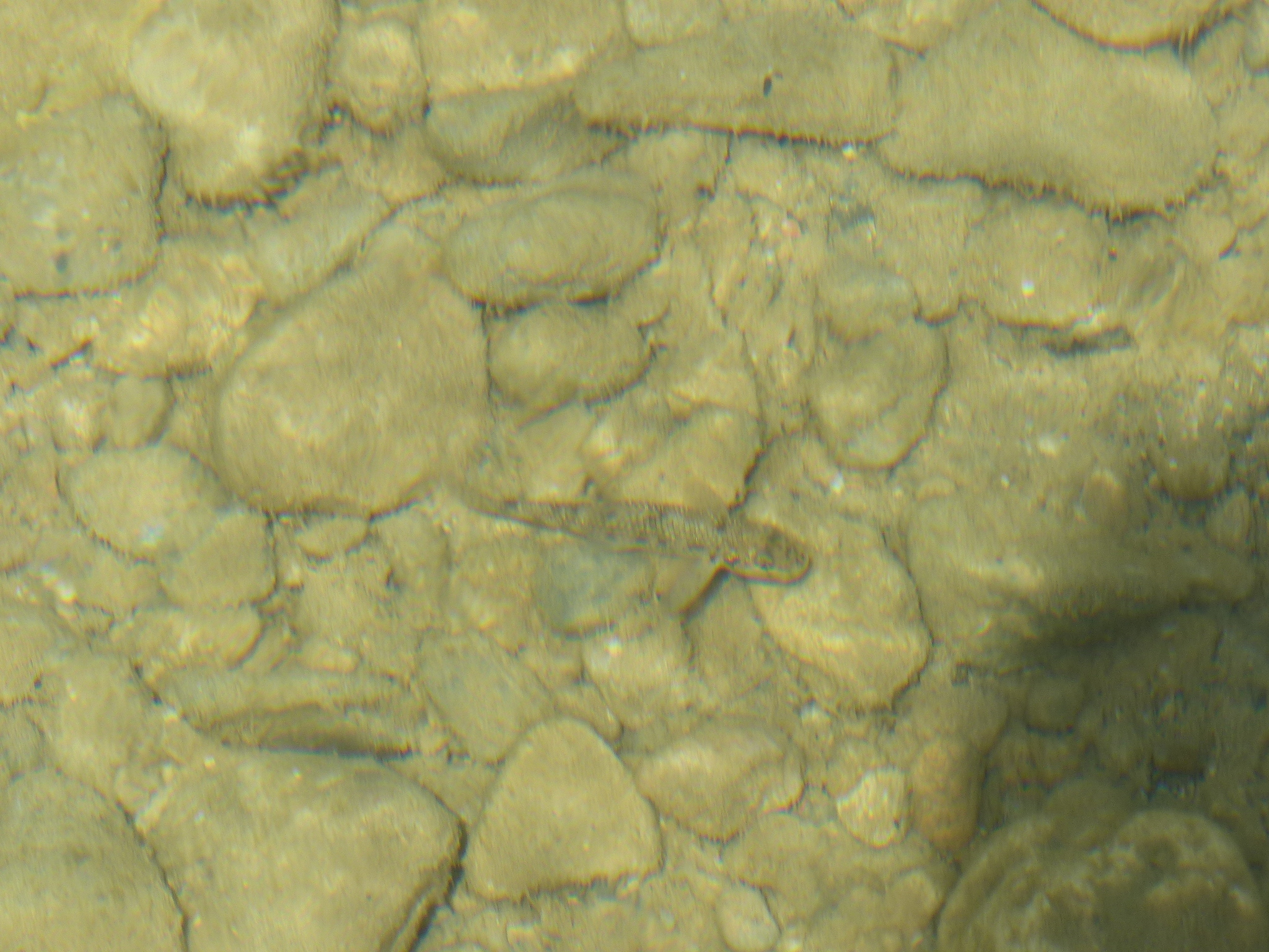 Languedoc Gudgeon photo 6