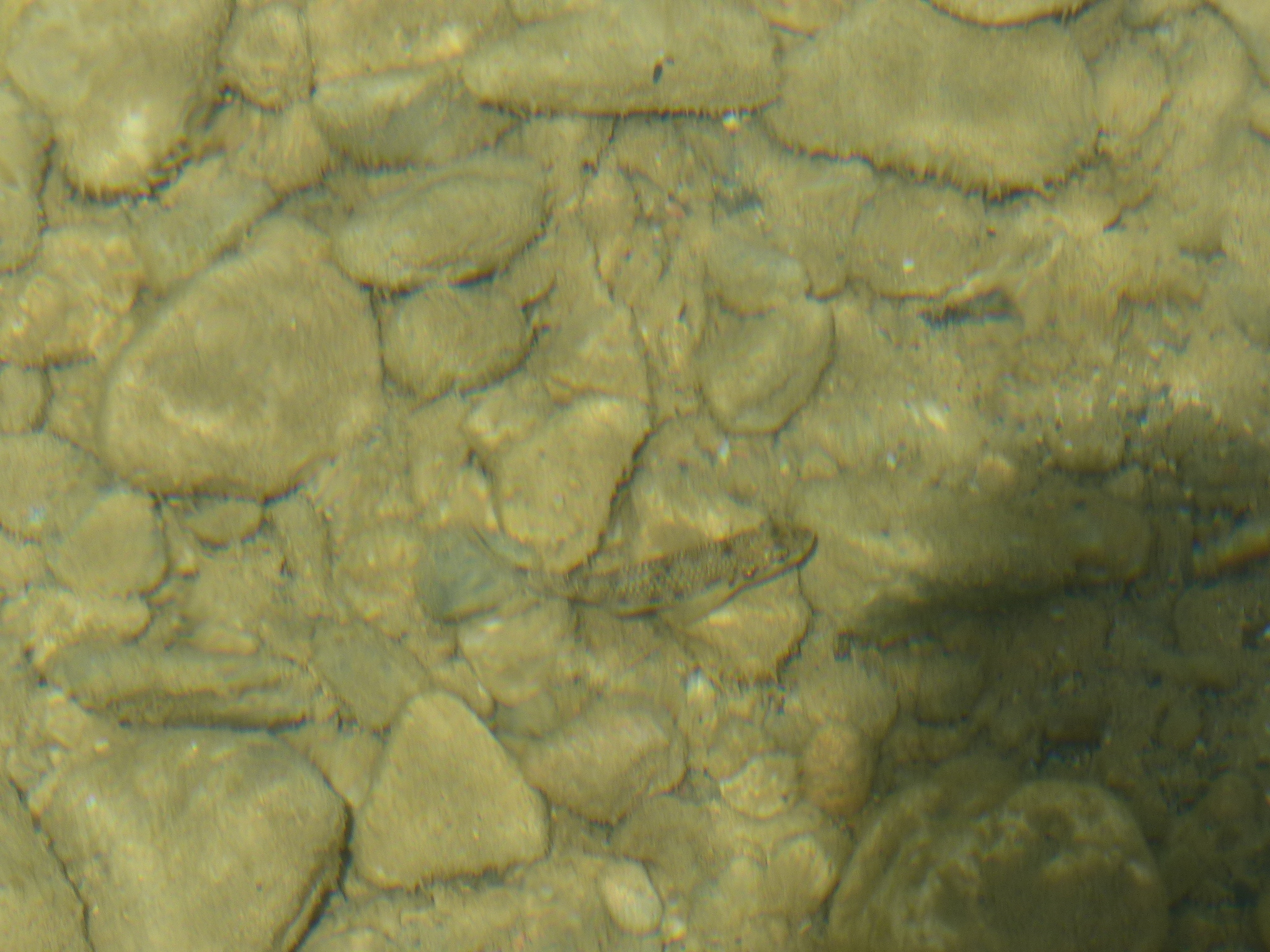 Languedoc Gudgeon photo 7