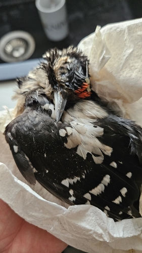 Great Spotted Woodpecker
