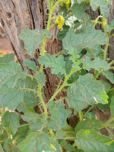 Solanum agrarium