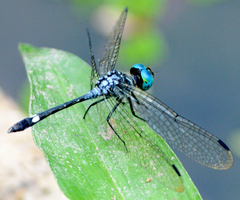 Micrathyria aequalis