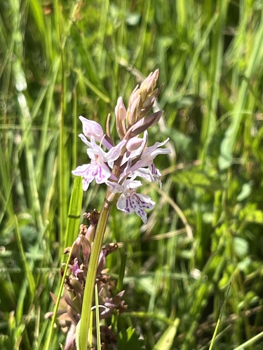 Common Spotted Orchid