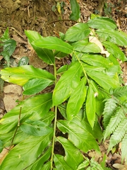 Zingiber kawagoii