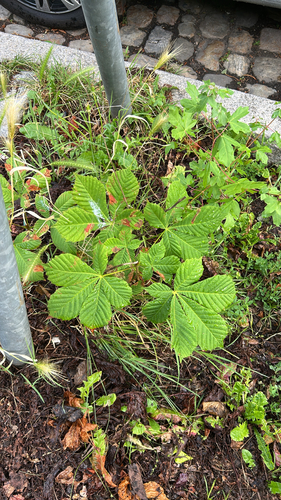 horse-chestnut