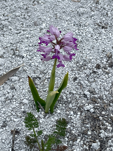 Military Orchid