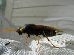 Urocerus flavicornis