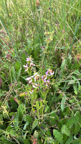 Bee Orchid