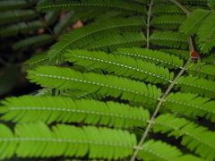 Vachellia globulifera